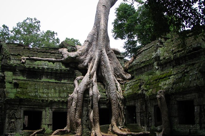 1-Day Angkor Wat Sunrise & All Interesting Temples Private Tour - Ta Prohm, where trees take over the stone