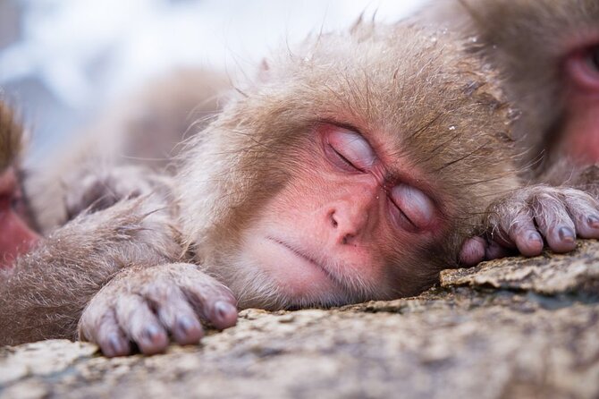 1-Day Snow Monkeys, Zenko-ji Temple & Sake in Nagano - Zenko-ji Temple gives the day a cultural center