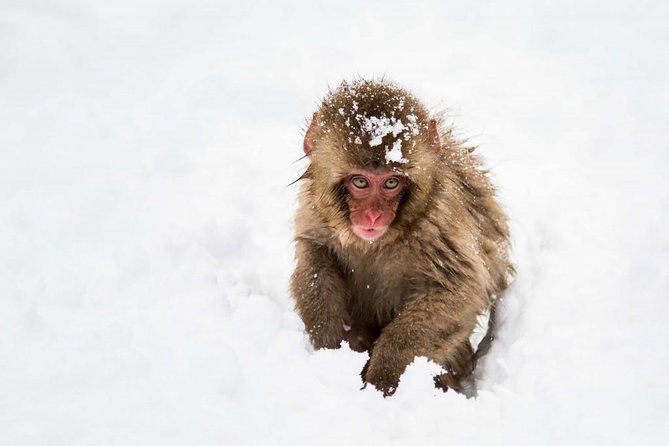 1-Day Snow Monkeys, Zenko-ji Temple & Sake in Nagano - Is the $151.88 price good value?
