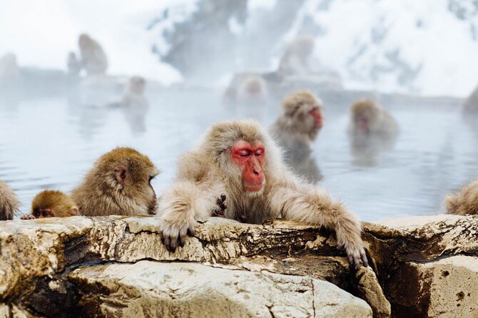 1-Day Snow Monkeys, Zenko-ji Temple & Sake in Nagano - Who should book this day?