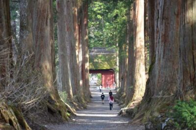 1-Day Togakushi: Soba making, Ninja Town and Hidden Shrines