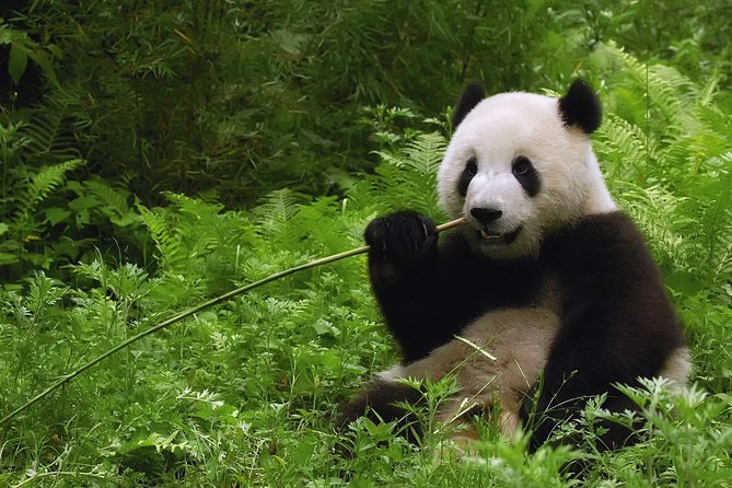 All-inclusive Private Day Trip: Hutongs, Lama Temple & Panda House with Lunch - Panda House first, when the animals are eating
