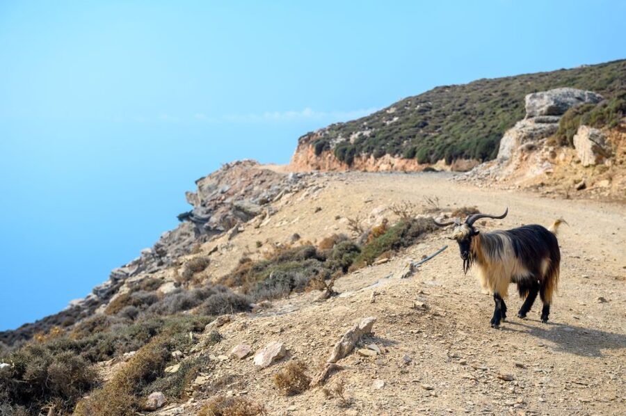 Amorgos: Guided Hike of the Panagia Hozoviotissa Monastery - Kapsala and the monks’ cave dwellings