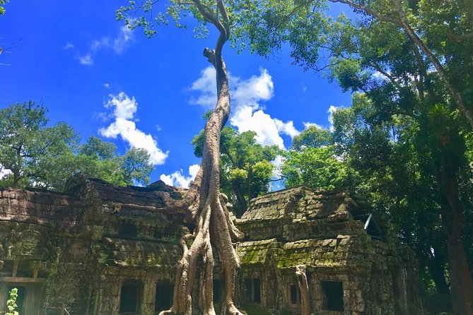 Angkor Wat one Day Private Tour for All Highlight Angkor Temples - Ta Prohm delivers the tree-covered ruins