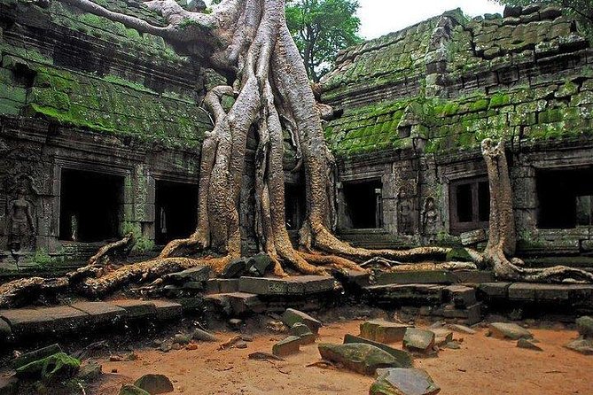 Angkor Wat Sunrise Tour - Ta Prohm and the tree roots
