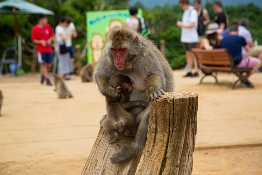 Arashiyama Bamboo, Temple, Monkeys, or Secret Sake Brewery - A quiet break at Okochi Sanso Garden