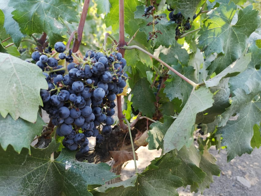 Bahá’í Temple, Winery and Lapis Lazuli + Private Transport - The pace, guide, and private transport