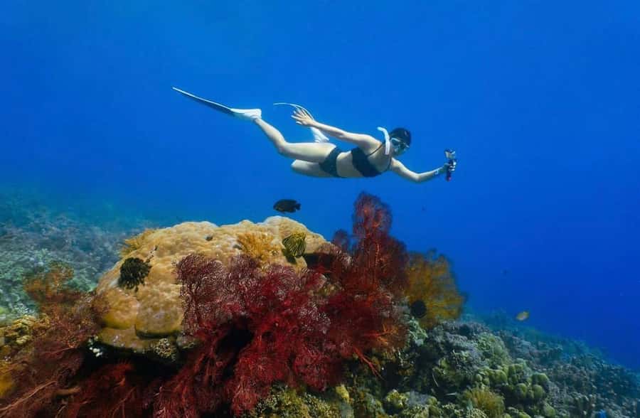 Bali/Amed: Underwater Temple Snorkeling Experience - Four Amed sites, four different underwater moods