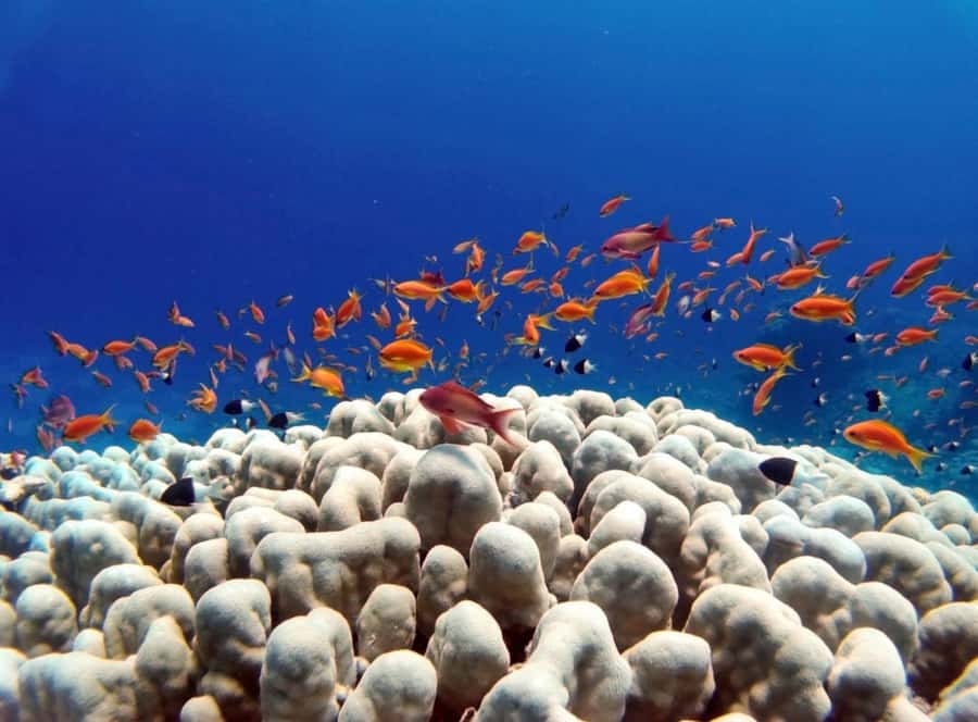 Bali/Amed: Underwater Temple Snorkeling Experience - Getting to Amed from Ubud or southern Bali