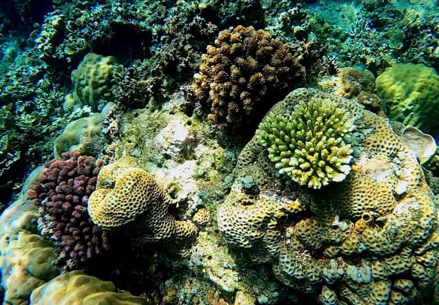 Bali/Amed: Underwater Temple Snorkeling Experience - What guides add to the day