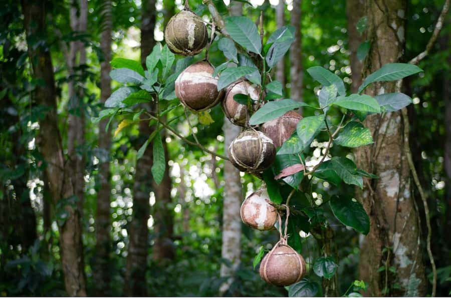 Bali/Batur: Mystical & Burial Rituals Tour with Kehen Temple - Optional extras and where they add value