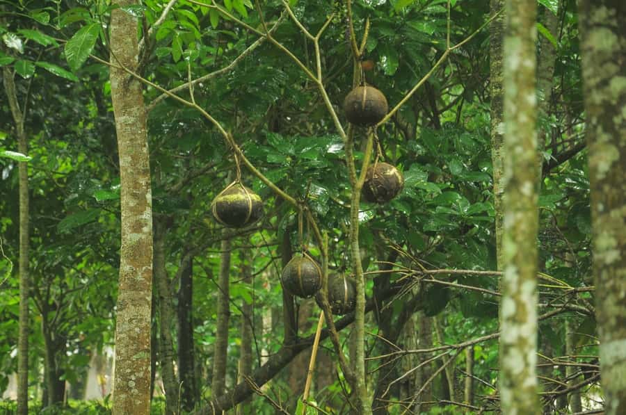 Bali/Batur: Mystical & Burial Rituals Tour with Kehen Temple - Who should book this tour?