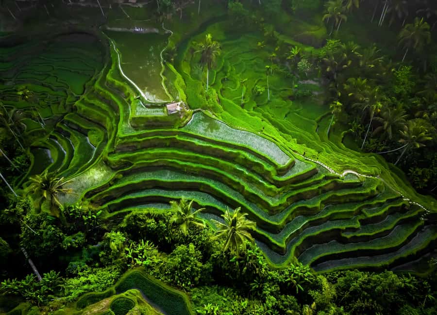 Bali: Besakih Great Temple Tour with Waterfal & Rice Terrace - Guides, driving, and the value of local help
