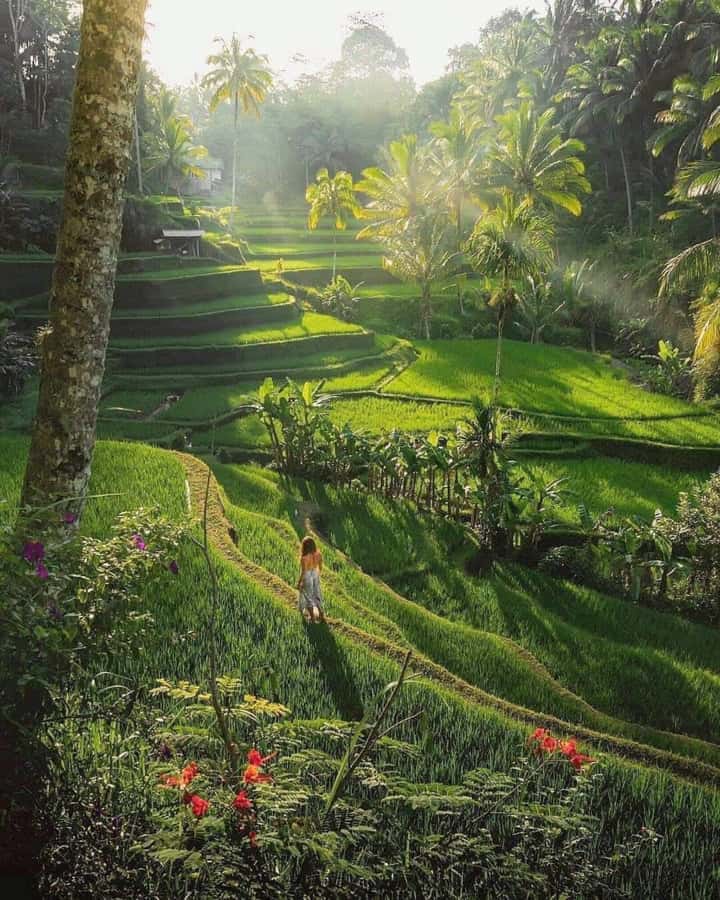 Bali : Highlight of Ubud Culture, Temple and Batur Volcano - Key points to know before booking