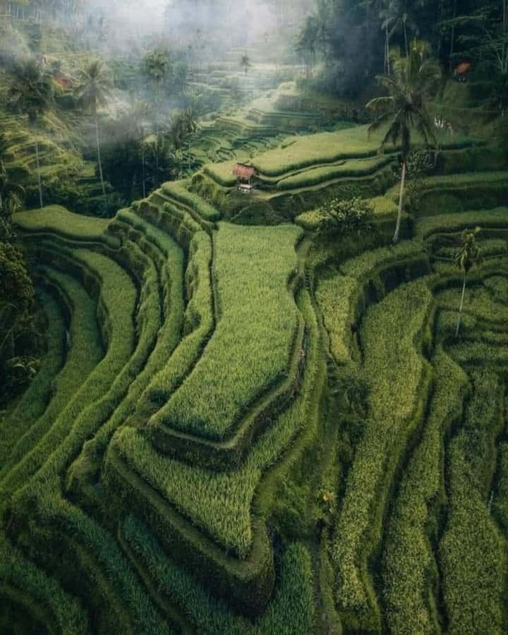 Bali : Highlight of Ubud Culture, Temple and Batur Volcano - Walking or looking across Tegalalang Rice Terrace