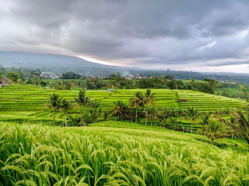 Bali: Lake Temple, Jatiluwih Rice Terrace & Waterfall Tour - A full day through Bali’s cooler north