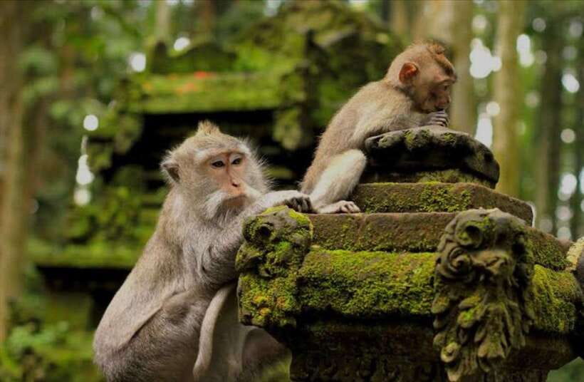 Bali: monkey forest, rice terrace, water temple, waterfall - Key points to know before booking