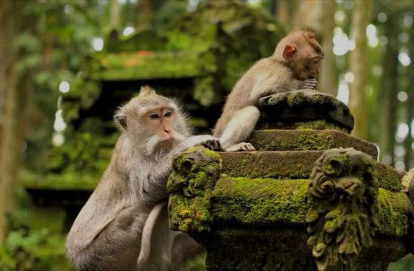Bali: monkey forest, rice terrace, water temple, waterfall - Price, inclusions, and practical value