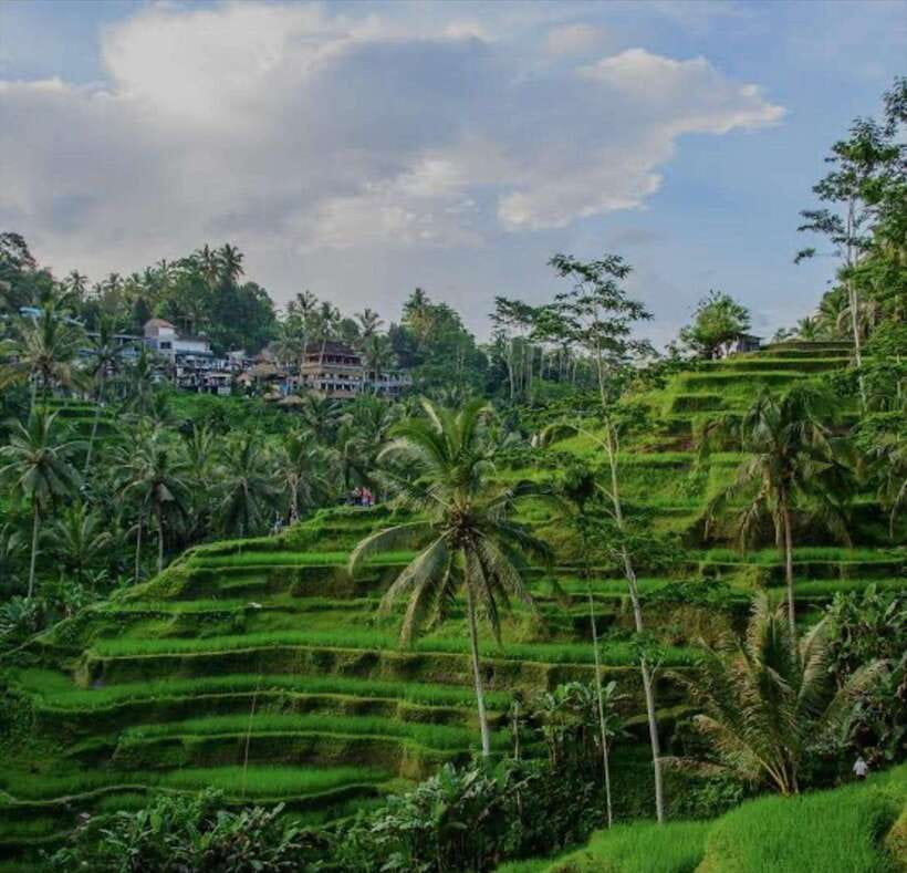 Bali: monkey forest, rice terrace, water temple, waterfall - Starting from your Bali hotel
