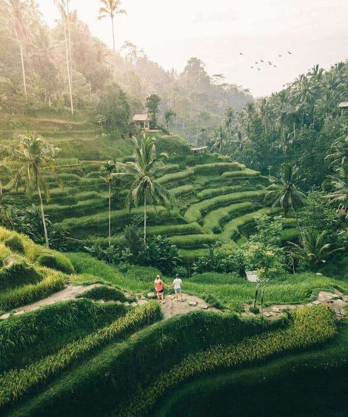 Bali: Rice terrace, Waterfall, and water Temple Day Tour - A full day through Bali’s water and rice country