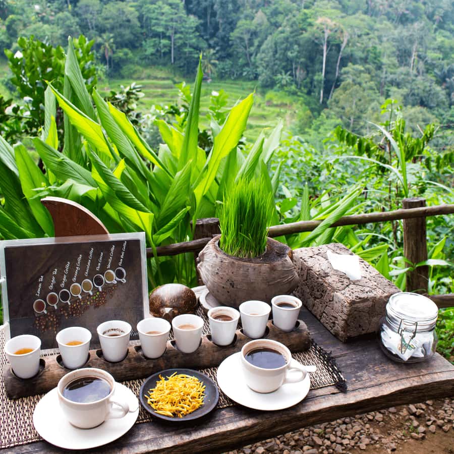 BALI :Sanctuary Monkey forest, rice terrace Water temple - Tegalalang Rice Terrace: the classic Ubud view
