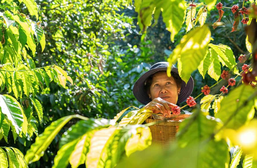 BALI :Sanctuary Monkey forest, rice terrace Water temple - Coffee tasting: more than a quick cup