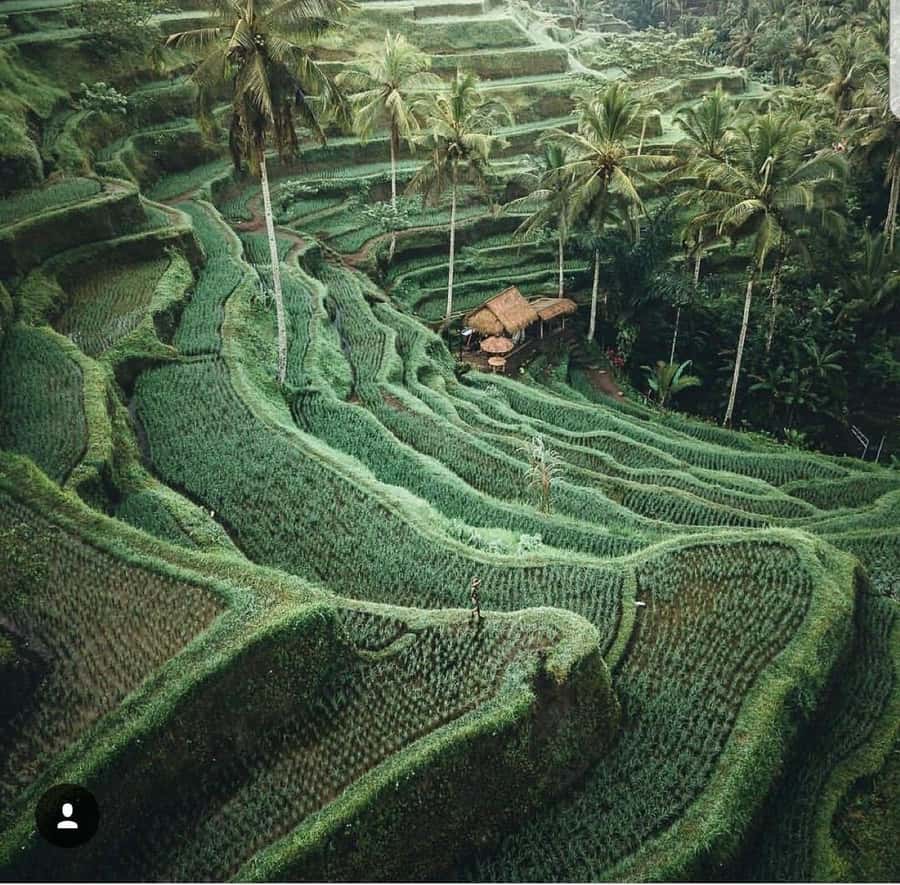 Bali: Tirta empul Temple, Rice terrace and Waterfall - Tibumana Waterfall for a quieter green setting