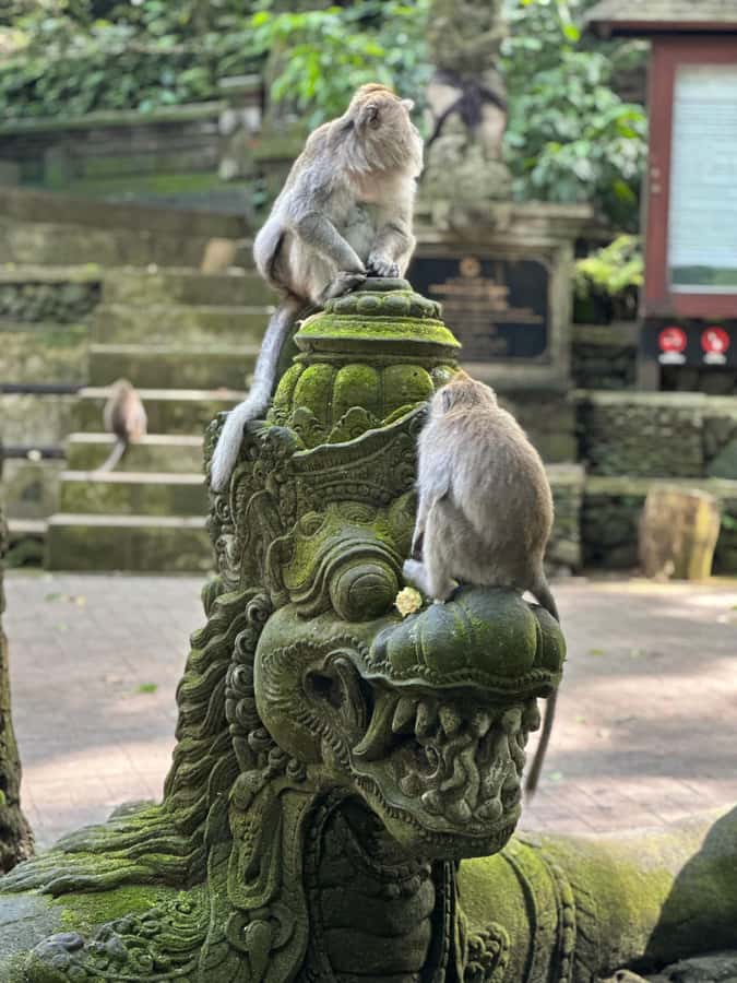 Bali ubud : monkey forest, waterfall , temple - A long Ubud day built around contrasts