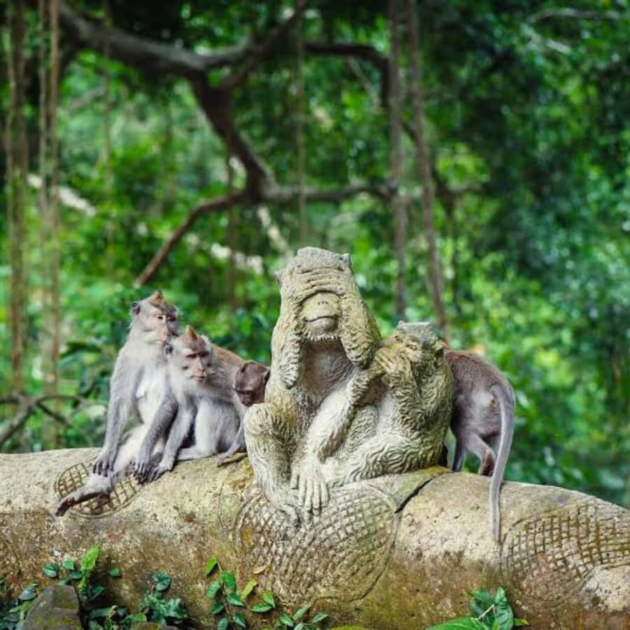 Bali ubud : monkey forest, waterfall , temple - Sacred Monkey Forest, where temples share the shade