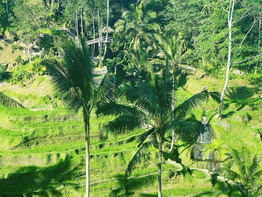 Bali ubud : monkey forest, waterfall , temple - What $23 really covers