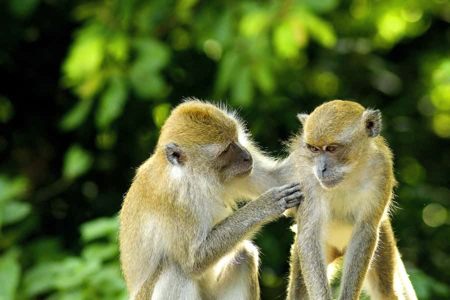 Bali: Ubud, Tegalalang, and Tanah Lot Temple Day Trip - What this Bali day trip really covers