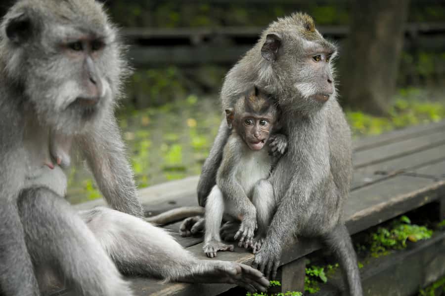 Bali: Ubud, Tegalalang, and Tanah Lot Temple Day Trip - The guide and vehicle matter more than usual