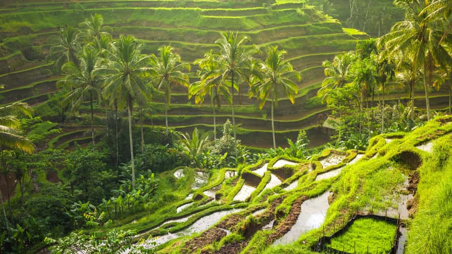 Bali: Ubud, Tegalalang, and Tanah Lot Temple Day Trip - Timing, pickup, and the traffic problem