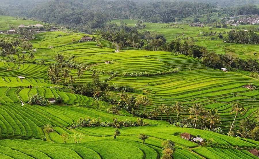 Bali : Ulun Danu Beratan Temple and UNESCO Rice Terrace Tour - Four sides of Bali in one long day