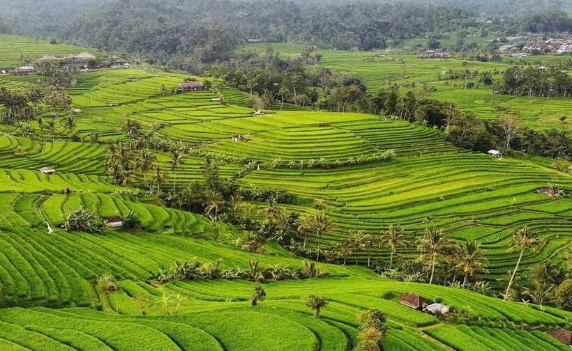 Bali : Ulun Danu Beratan Temple and UNESCO Rice Terrace Tour - Should you book it?