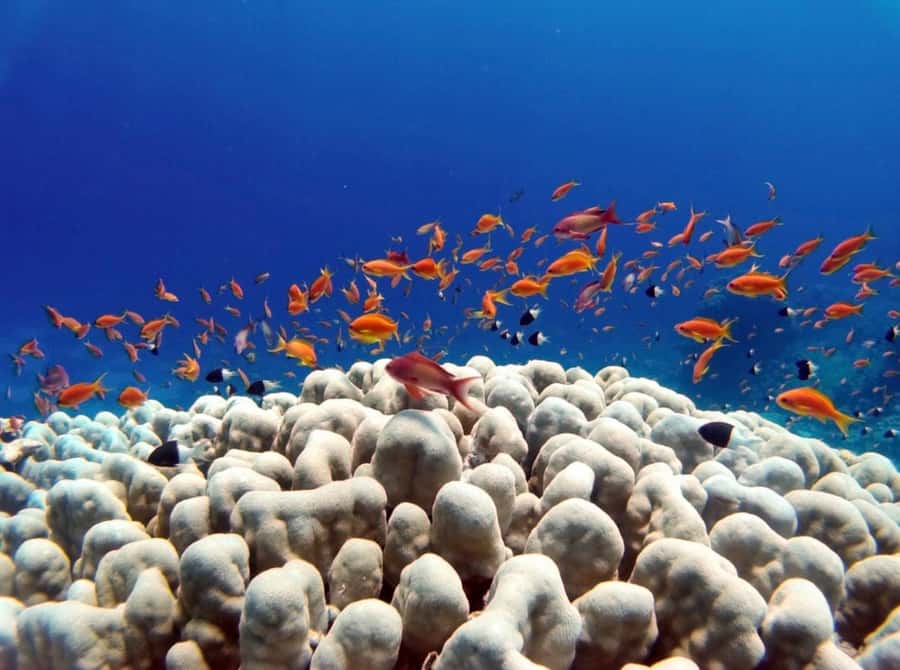 Bali: Underwater Sea Walk, Uluwatu Temple, and Kecak Dance - The Kecak Dance after sunset