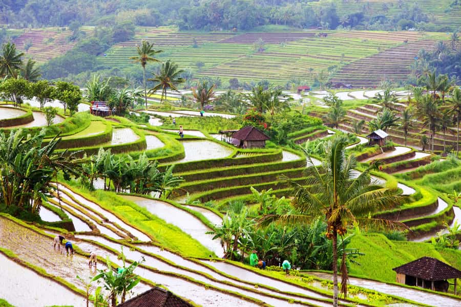 Bali: Water Temple, Waterfalls and Unesco Rice Terrace Tour - Who should book this tour?