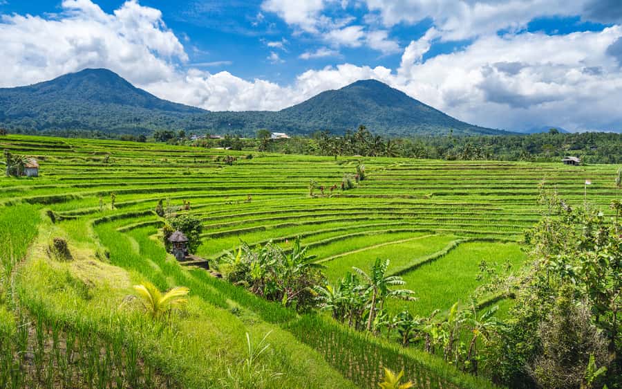 Bali: Waterfalls, Temples, and Rice Terraces Scenic Tour - Lumbung Sari offers more than a quick coffee break