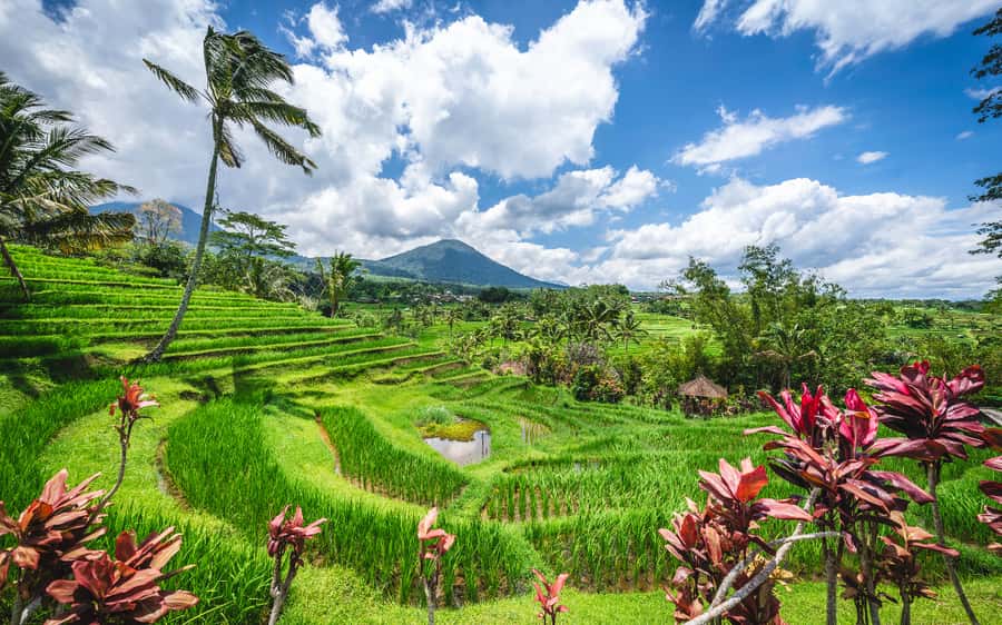 Bali: Waterfalls, Temples, and Rice Terraces Scenic Tour - What to bring and who should book