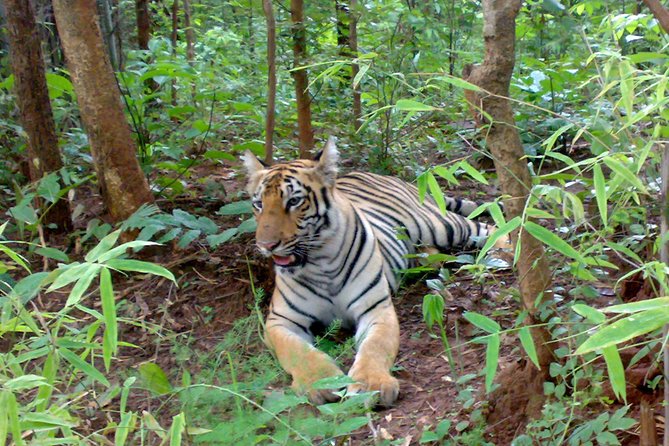 Bandipur Tiger Reserve with Somnathpur Temple Tour - Why this two-day Bandipur trip works