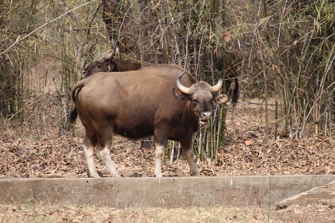 Bandipur Tiger Reserve with Somnathpur Temple Tour - Who will enjoy this trip most