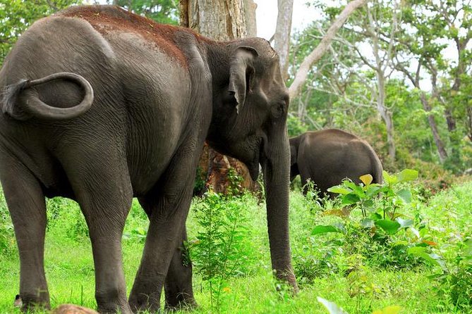 Bandipur Tiger Reserve with Somnathpur Temple Tour - What the Bandipur safari is really like