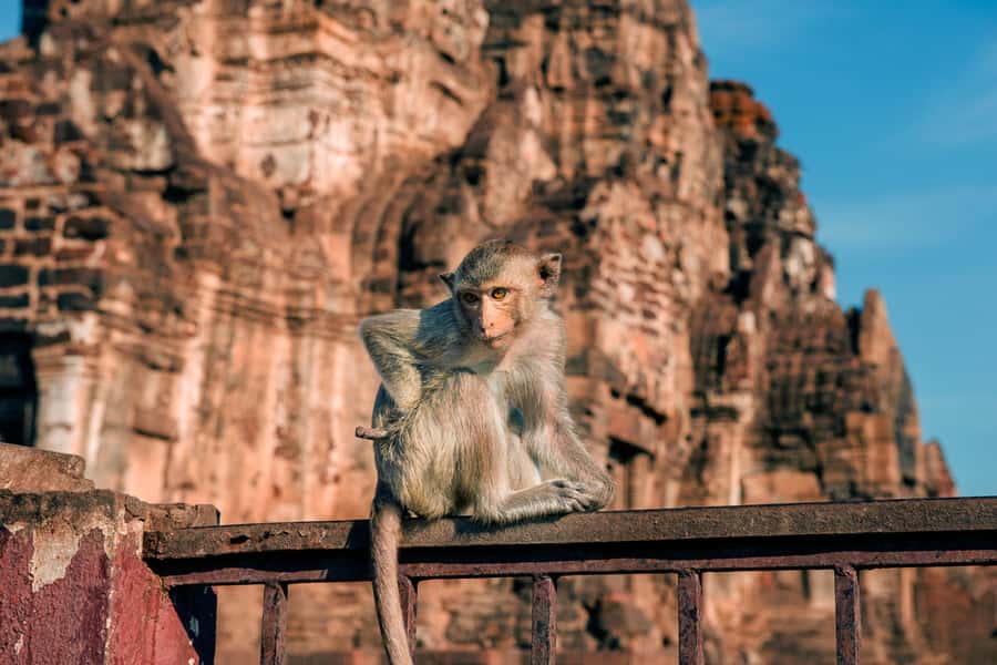 Bangkok: Ayutthaya & Lopburi Monkey Temple Private Day Trip - Key points to know before booking