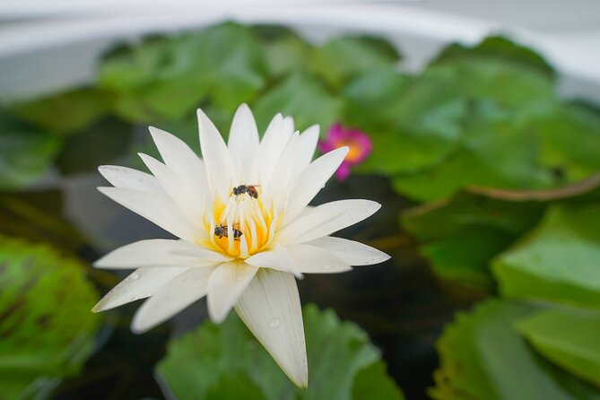 Bangkok Wat Pho and Flower Market Historical Walking Tour - Who should book this experience?