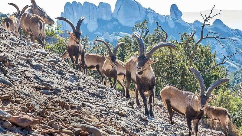 Barcelona: Montserrat Monastery and Natural Park Day Trip - Why Montserrat makes a strong half-day trip from Barcelona