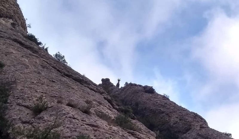 Barcelona: Montserrat Monastery and Natural Park Guided Tour - Free Time, Local Food, and the Return to Barcelona