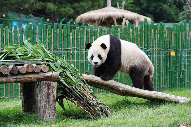 Beijing Historical Tour II including Summer Palace, Lama Temple & Panda Garden - Lama Temple and the sandalwood Buddha