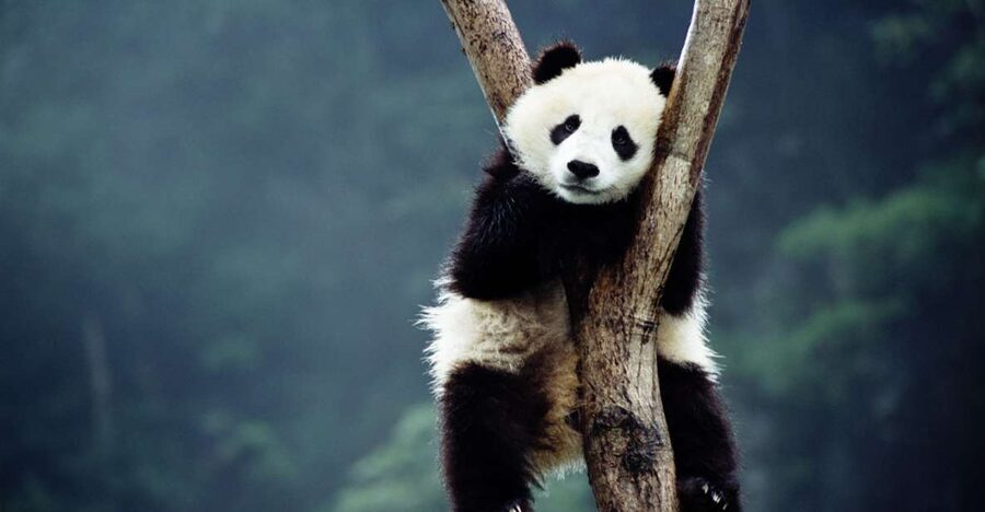 Beijing: Temple of Heaven, Panda House & Summer Palace Tour - The Summer Palace and Cixi’s retreat
