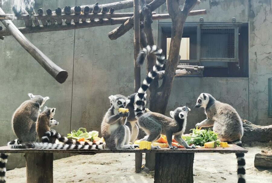 Beijing: Temple of Heaven, Panda House & Summer Palace Tour - Pearl Market and bargaining advice