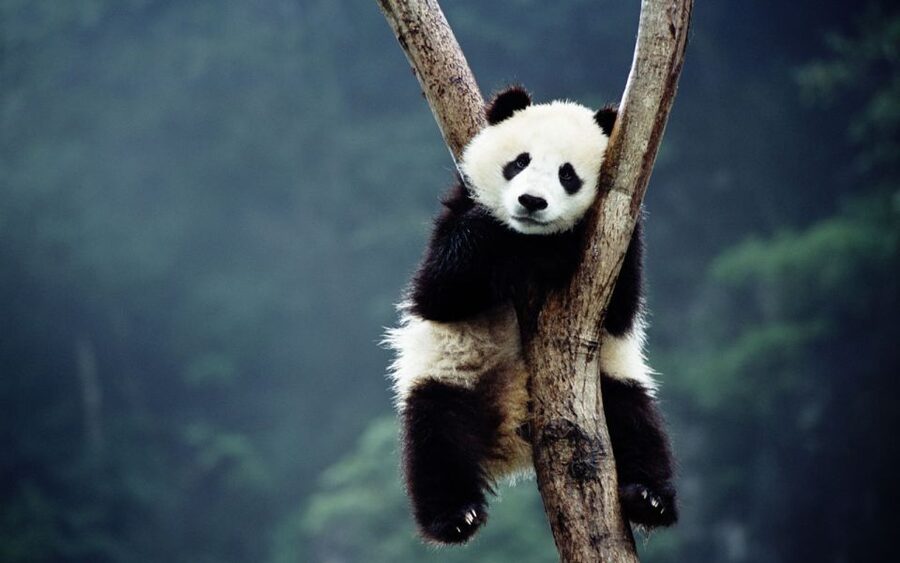 Beijing: Temple of Heaven, Panda House & Summer Palace Tour - Timing, comfort, and practical limits